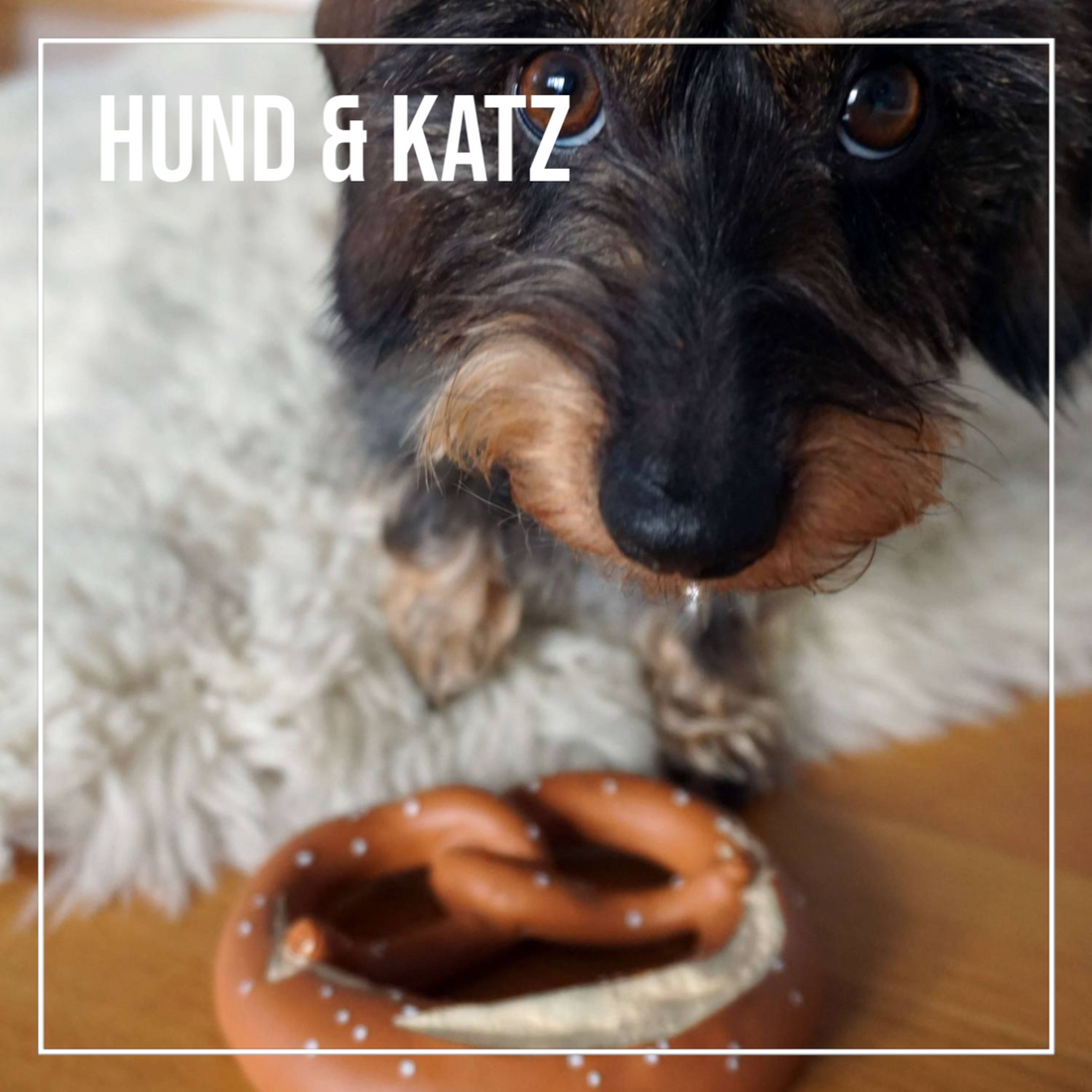 Hund & Katz